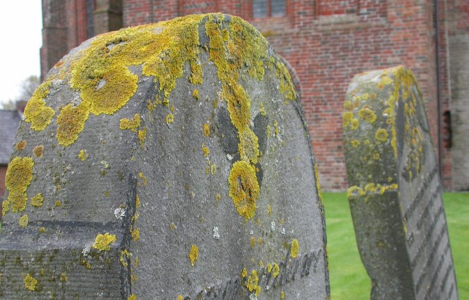 Grafzerken met Groot dooiermos (Xanthoria paretina) - foto: Laurens Sparrius