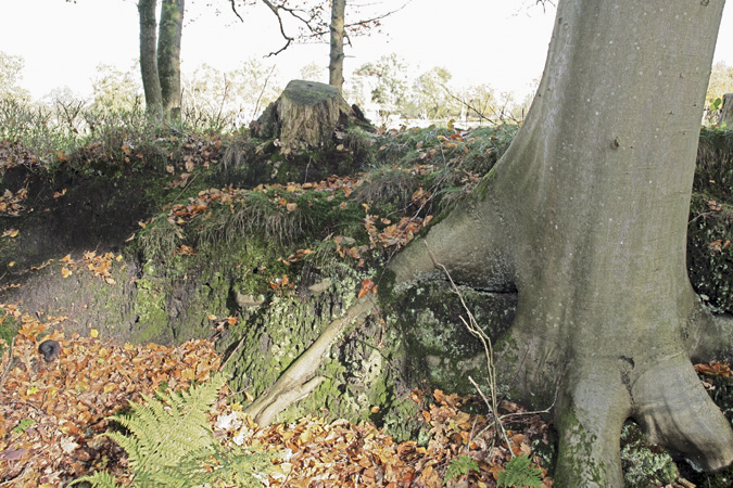 Oude boom op boswal - foto: Laurens Sparrius