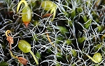 Gewoon muisjesmos (Grimmia pulvinata)