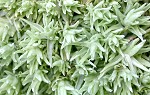 Kussentjesmos (Leucobryum glaucum)