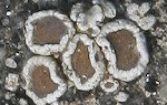 Verborgen schotelkorst (Lecanora dispersa)