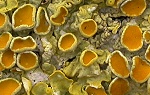 Groot dooiermos (Xanthoria parietina)