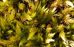 Gewoon zijdemos (Homalothecium sericeum)