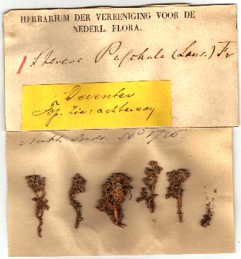 Stereocaulon saxatile (hier als paschale gedetermineerd), uit het KNBV-herbarium, verzameld bij Harderwijk door W.G. Top Jansz., vermoedelijk rond 1870.